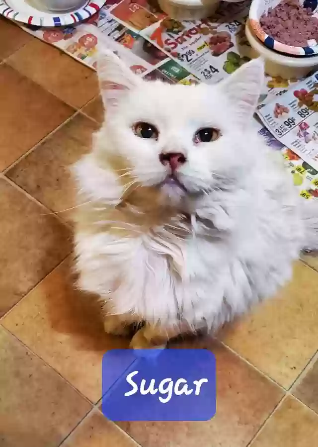 adoptable Cat in Phoenix,AZ named Sugar